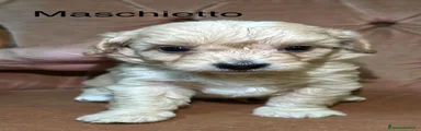 Maltipoo Cucciolo 4