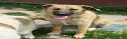 Pastore Tedesco cani in regalo: ANNIE intelligenza da Pastore, cuore da coccolona! - Annuncio 6