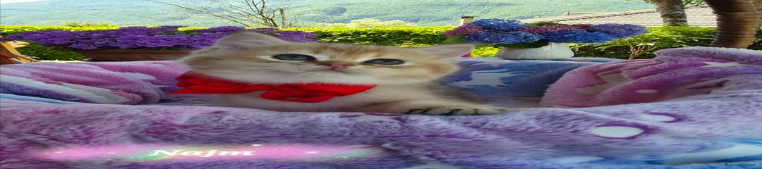 Najm