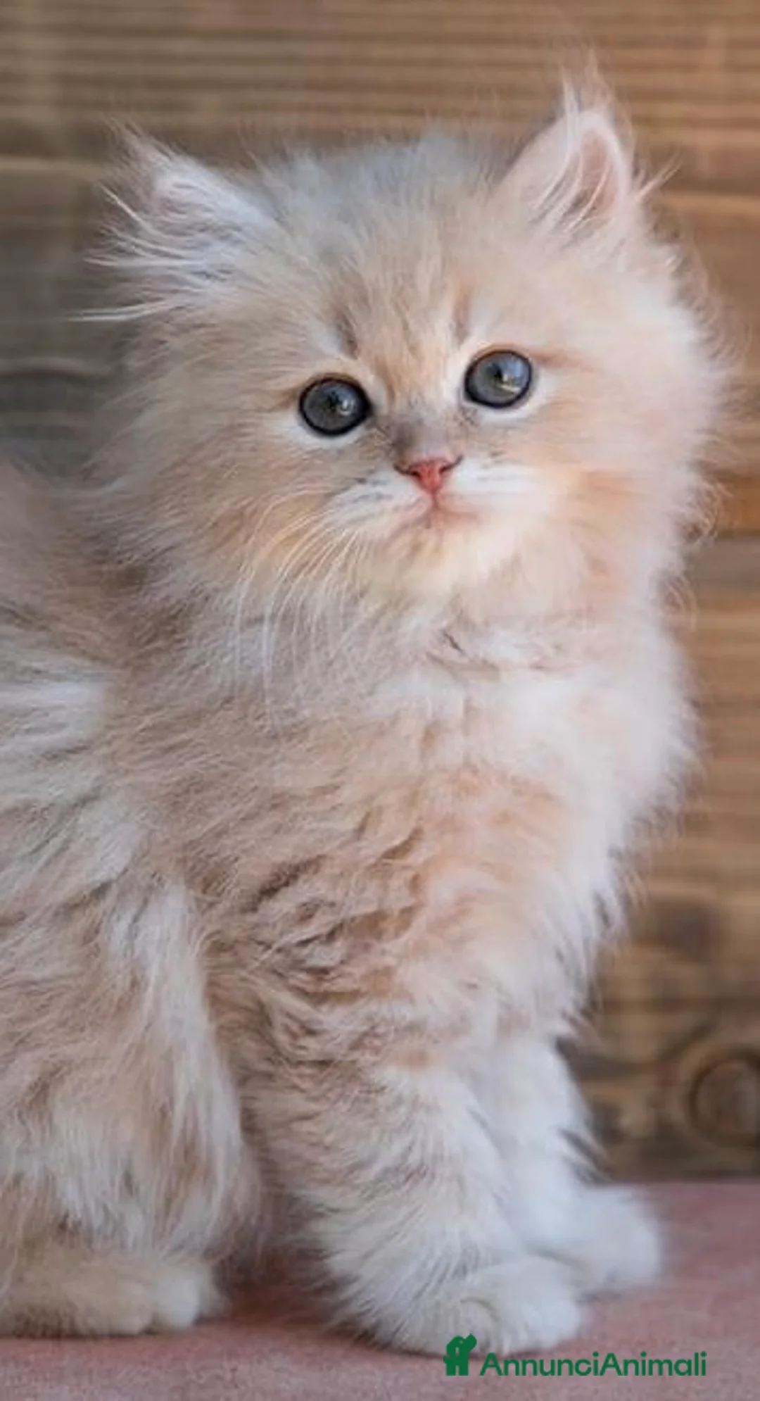 Immagine della galleria {{count}}