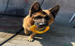 Pastore Tedesco cani in regalo: IBRA PASTORE TEDESCO - Immagine 1