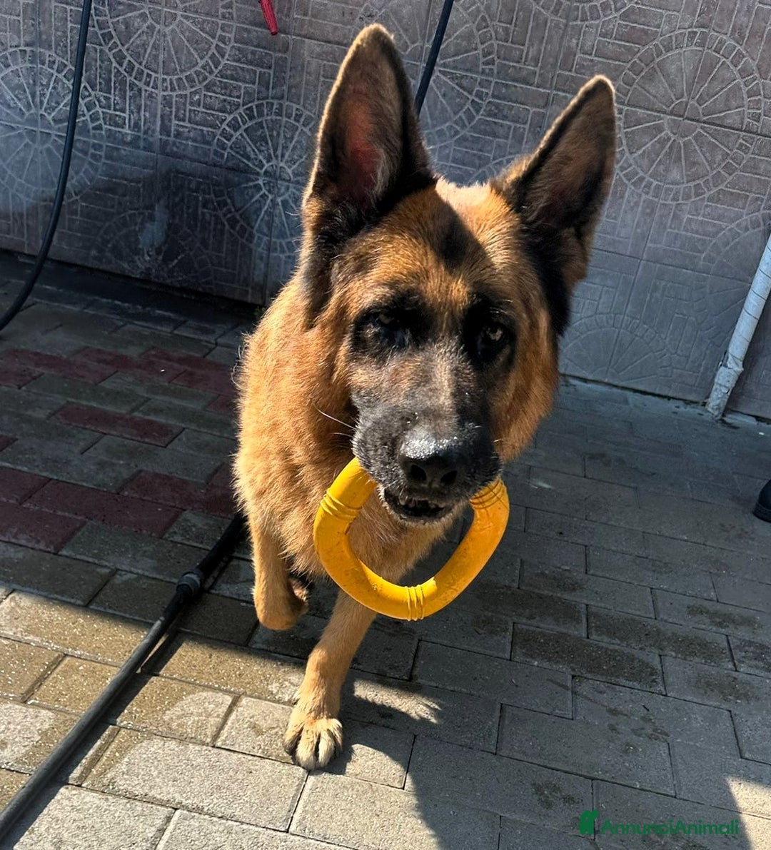 Pastore Tedesco cani in regalo: IBRA PASTORE TEDESCO - Immagine 1