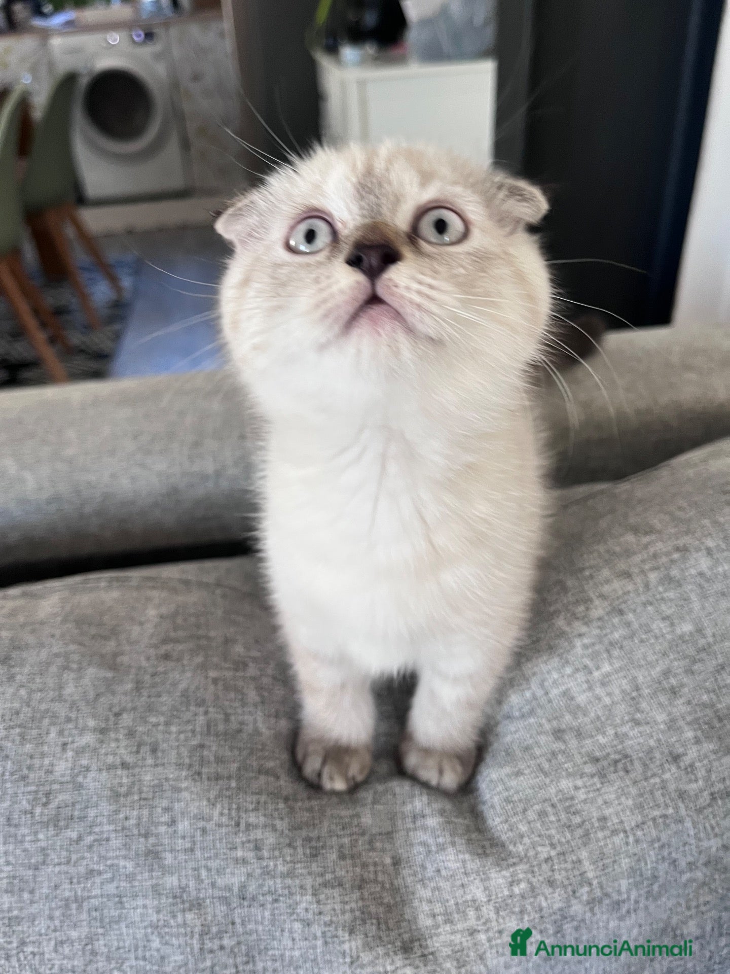 Scottish gatti Cuccioli di Scottish Fold / Highland Fold  - Annuncio 2
