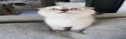 Scottish gatti in vendita: Cuccioli di Scottish Fold / Highland Fold  - Annuncio 2
