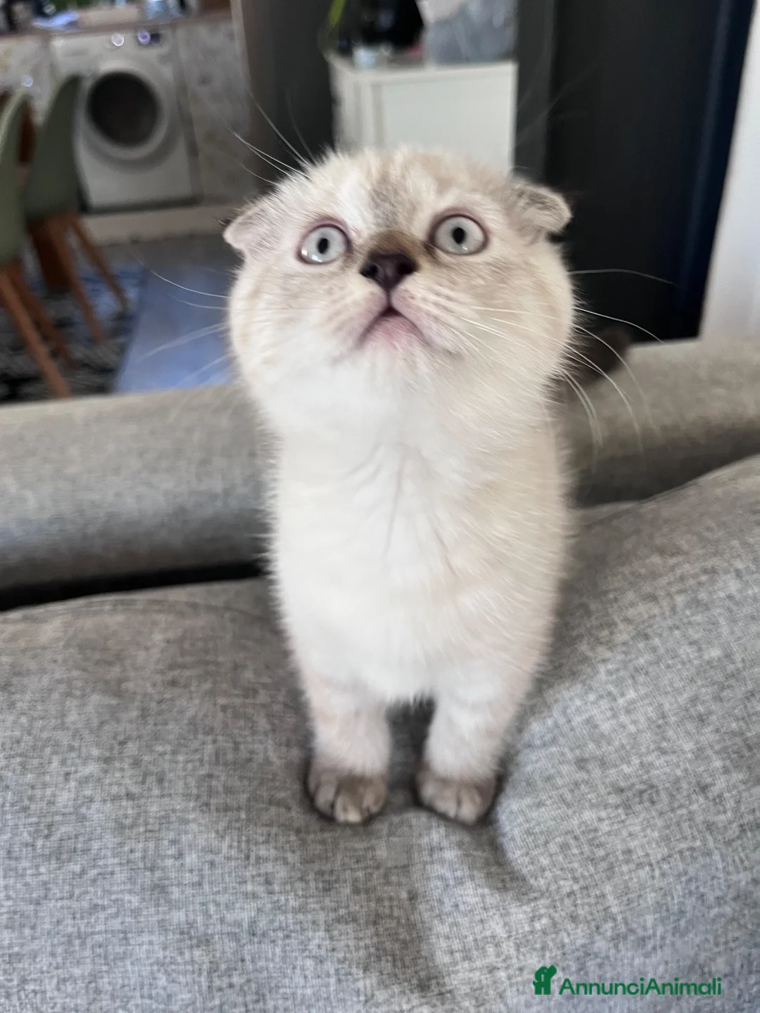 Scottish gatti in vendita: Cuccioli di Scottish Fold / Highland Fold  - Annuncio 2