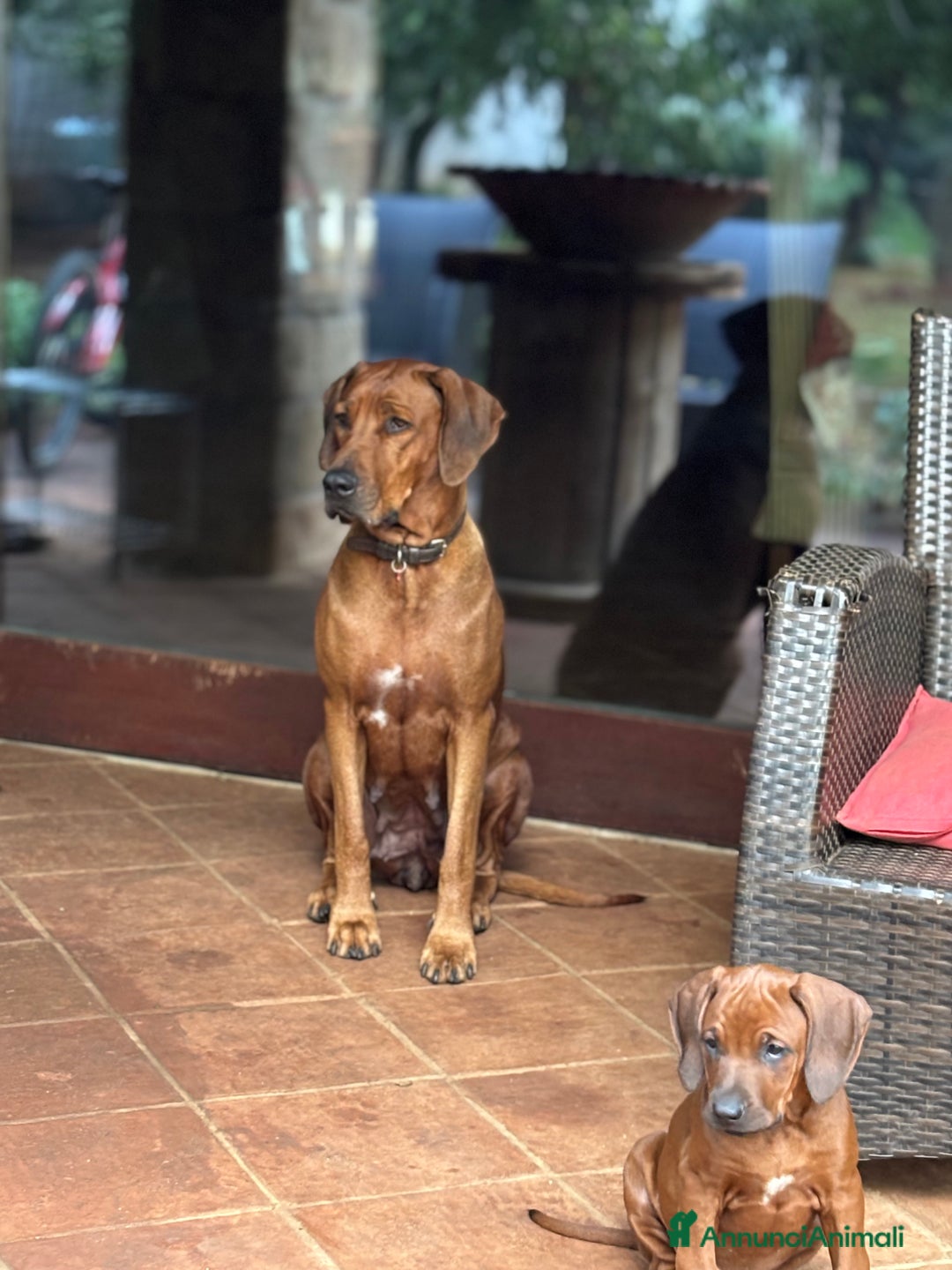 Rhodesian Ridgeback cani in vendita: Rhodesian Ridgeback  - Annuncio 13