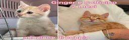 Altre razze gatti in regalo: GATTINI BISOGNOSI: URGENTI ADOZIONI  a Città Metropolitana di Bologna - Annuncio 4