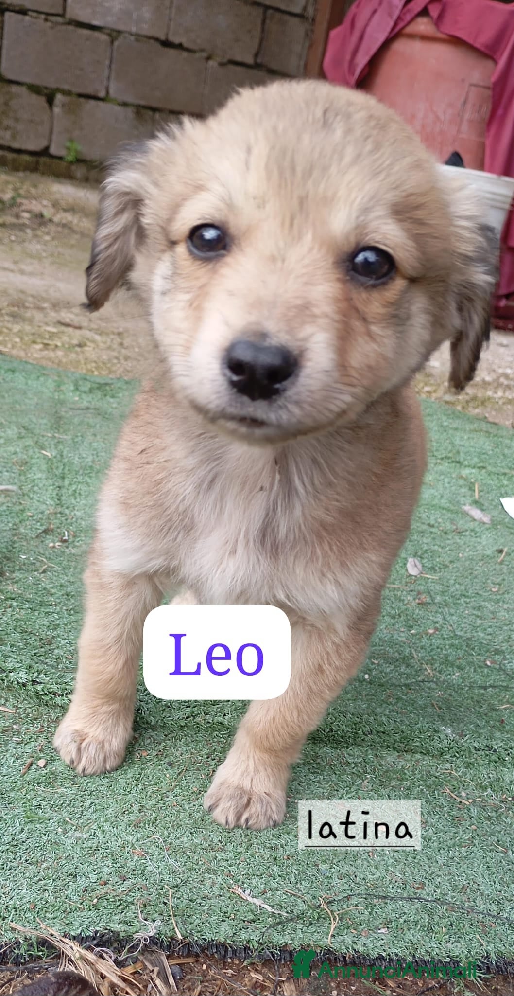 Meticcio cani Cuccioli di taglia media piccola e media - Annuncio 23