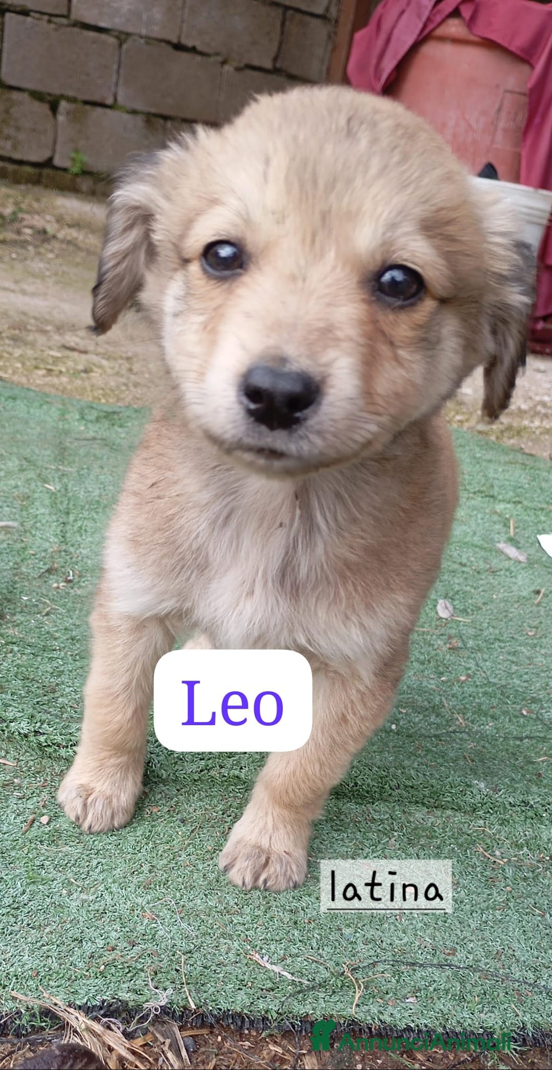 Meticcio cani in regalo: Cuccioli di taglia media piccola e media - Annuncio 1