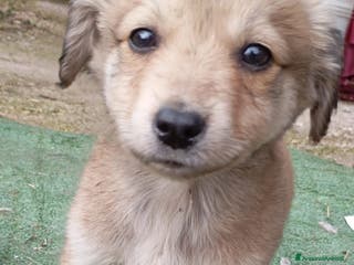 Meticcio cani Cuccioli di taglia media piccola e media - Annuncio 23