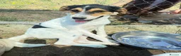 Meticcio cani in regalo: Bea femmina  a Provincia di Parma - Annuncio 1