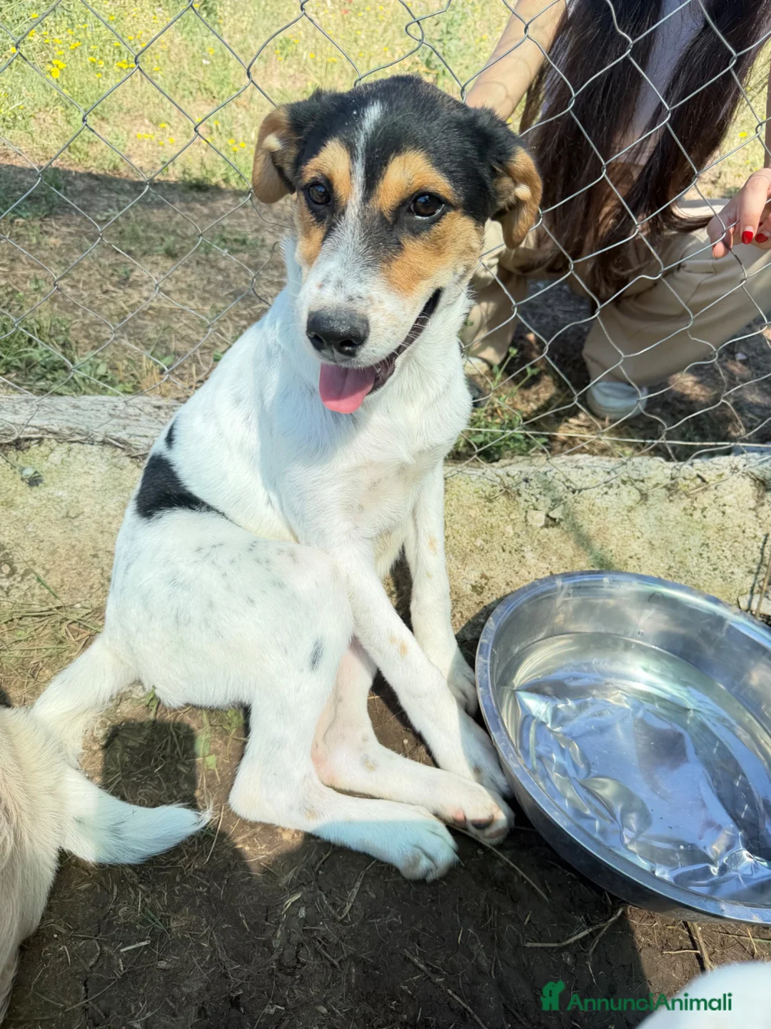 Meticcio cani in regalo: Bea femmina  a Provincia di Parma - Annuncio 1