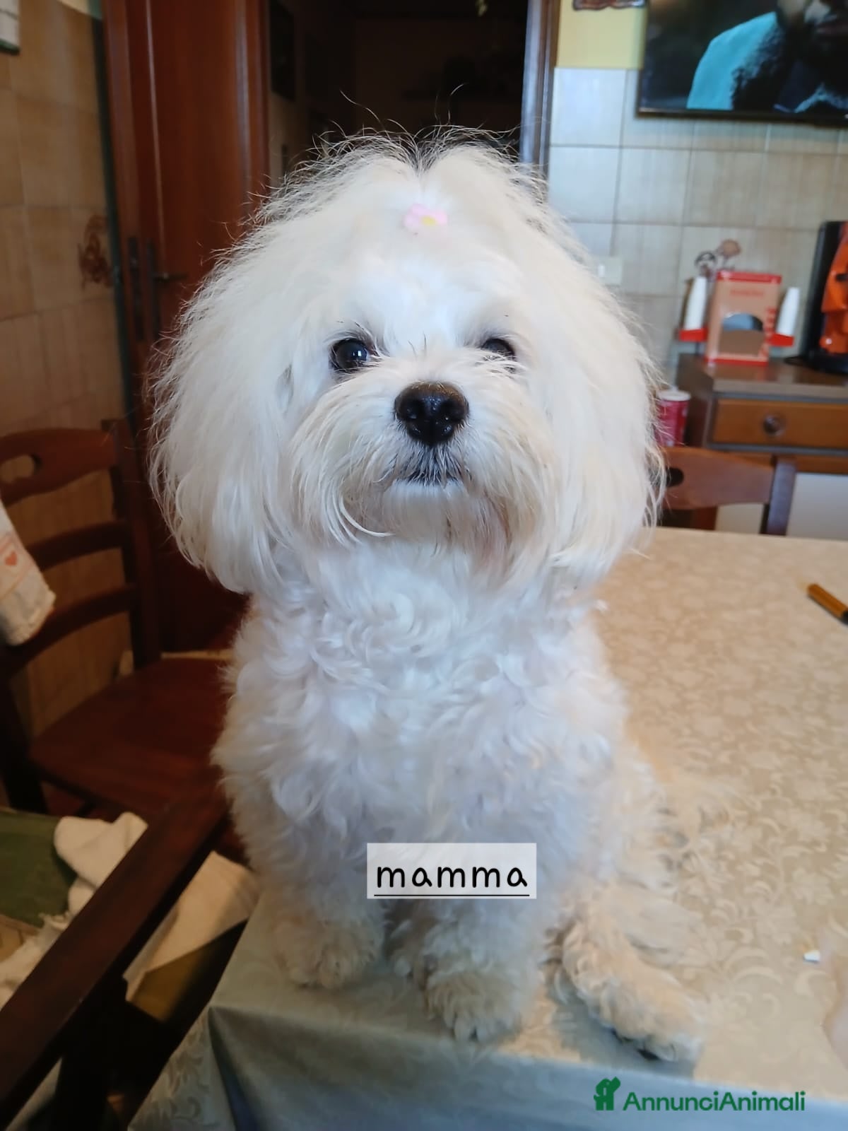 Maltese cani Cuccioli maltesi - Annuncio 1