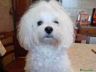 Maltese cani Cuccioli maltesi - Annuncio 1