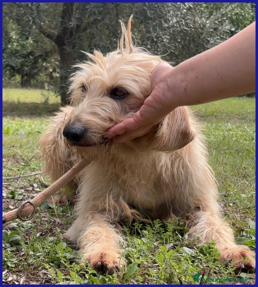 Meticcio cani in regalo: GIACOMO, CAGNOLINO 4 ANNI - Annuncio 7