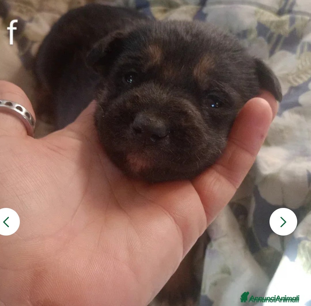 Pastore Tedesco cani in vendita: splendidi cuccioli pastore tedesco  - Annuncio 1