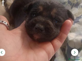 Pastore Tedesco cani splendidi cuccioli pastore tedesco - Annuncio 1