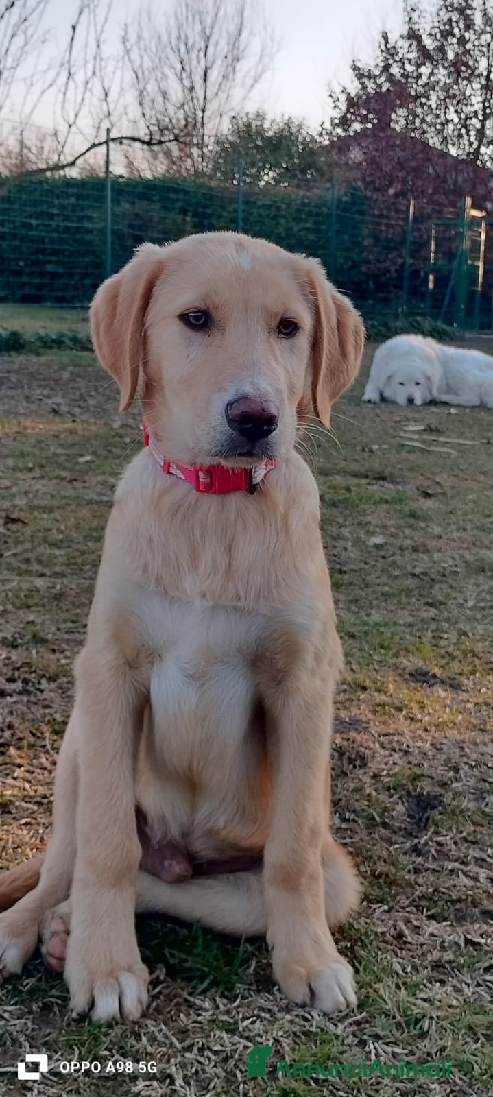 Meticcio cani Danny - Annuncio 1