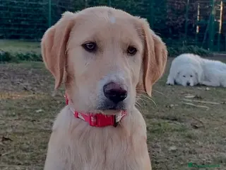 Meticcio cani Danny - Annuncio 1