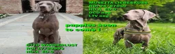 Weimaraner cani in vendita: WEIMARANER splendidi cuccioli  - Annuncio 7