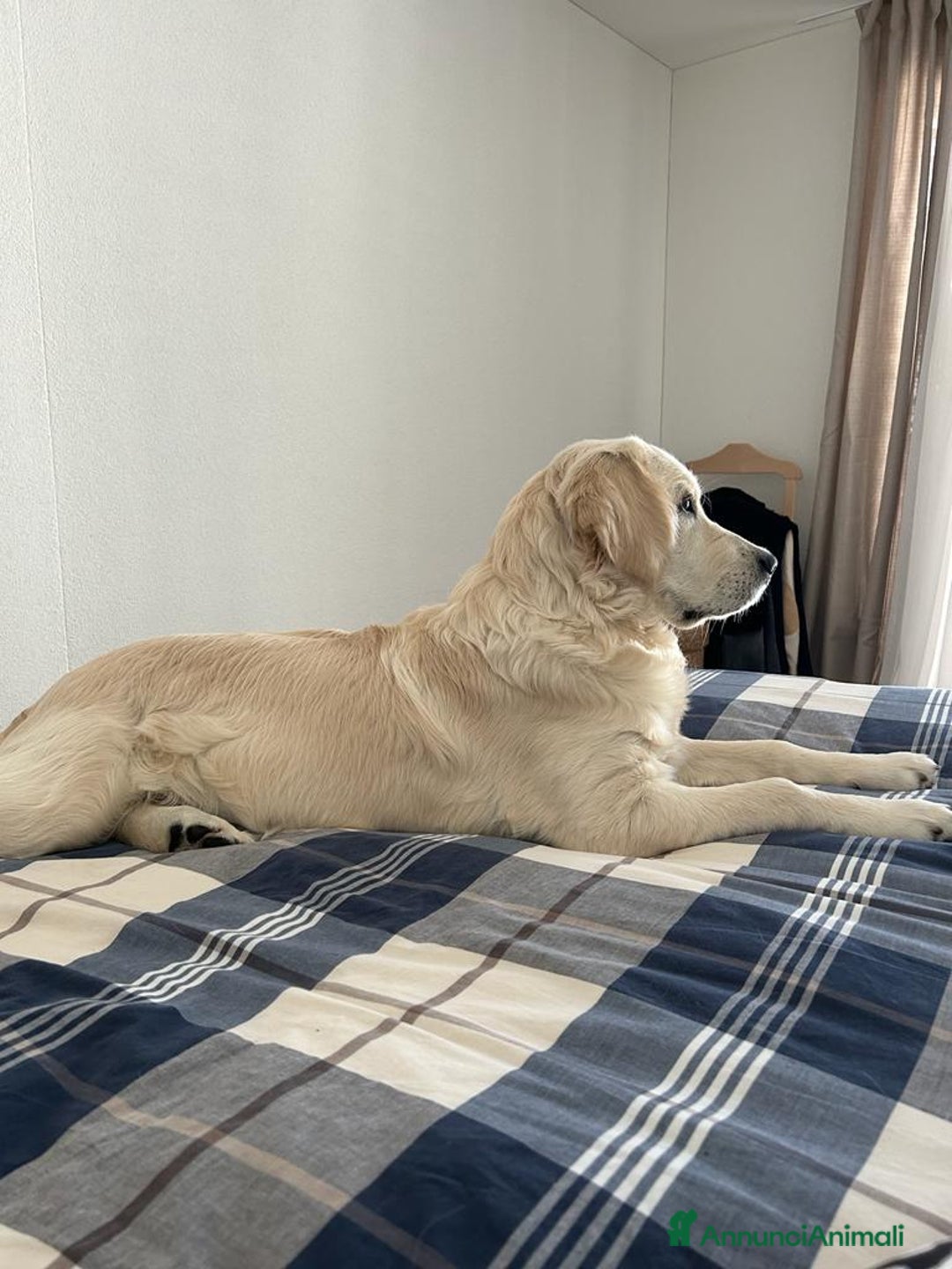 Golden Retriever cani per accoppiamento: Sean cerca fidanzata 🥰 - Annuncio 4