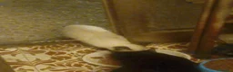 Siamese gatti in vendita: VENDO DUE  SIMIL SIAMESI STUPENDI!!  - Annuncio 2