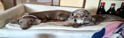 Bassotto cani in vendita: Bassotti isabella  - Annuncio 2