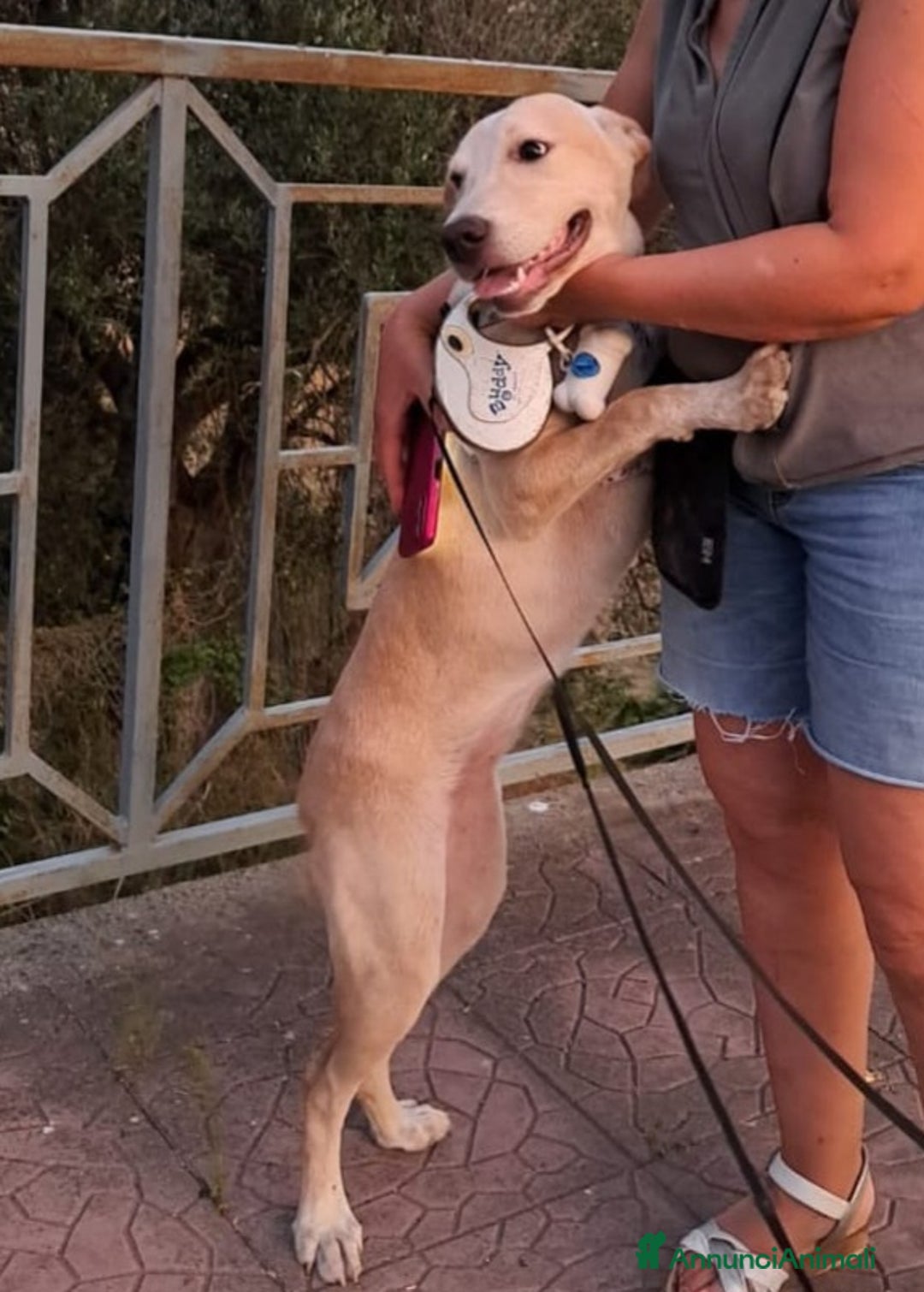 Meticcio cani in regalo: CUCCIOLA MIA a Provincia di Varese - Immagine 5