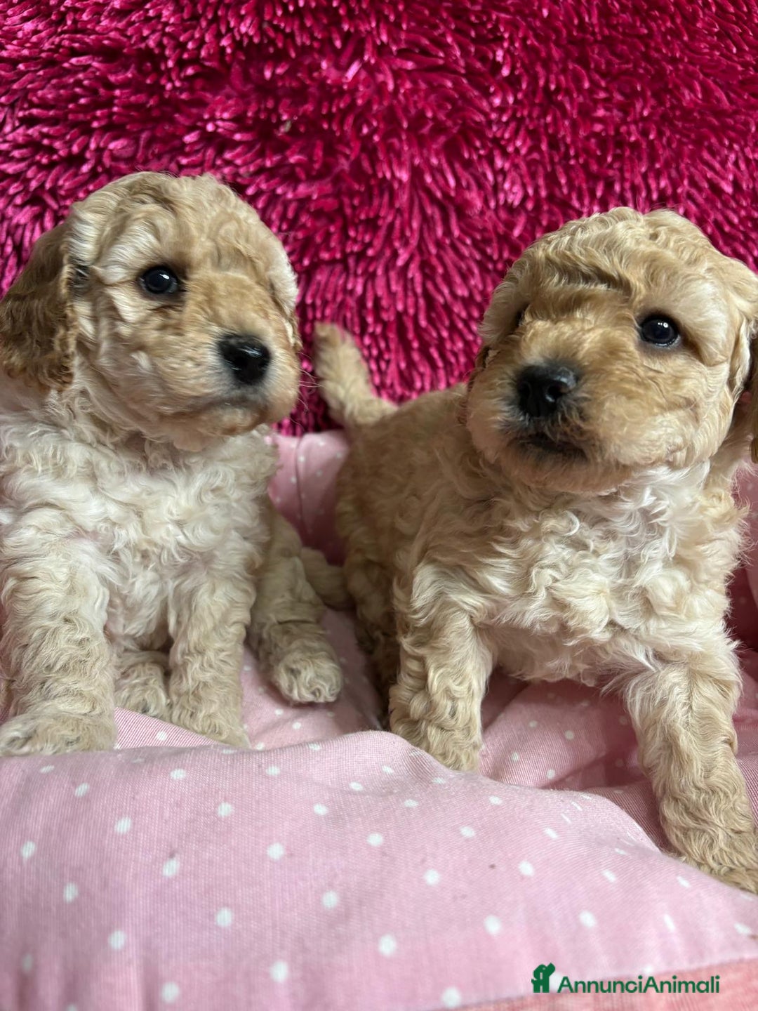 Barboncino Toy cani in vendita: Barboncini toy - Annuncio 3