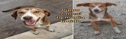 Meticcio cani in regalo: CUCCIOLI, URGENTE: TEMPO SCADUTO! a Provincia di Arezzo - Annuncio 9