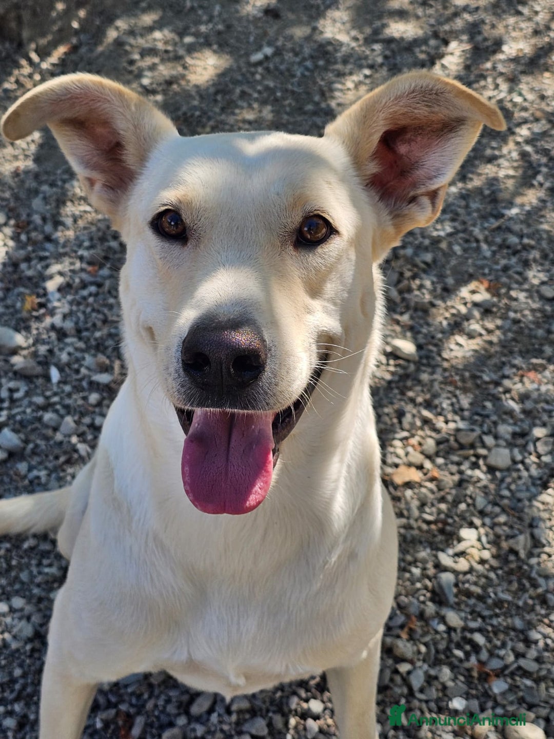 Meticcio cani in regalo: Leone cagnolone affettuoso  - Annuncio 7