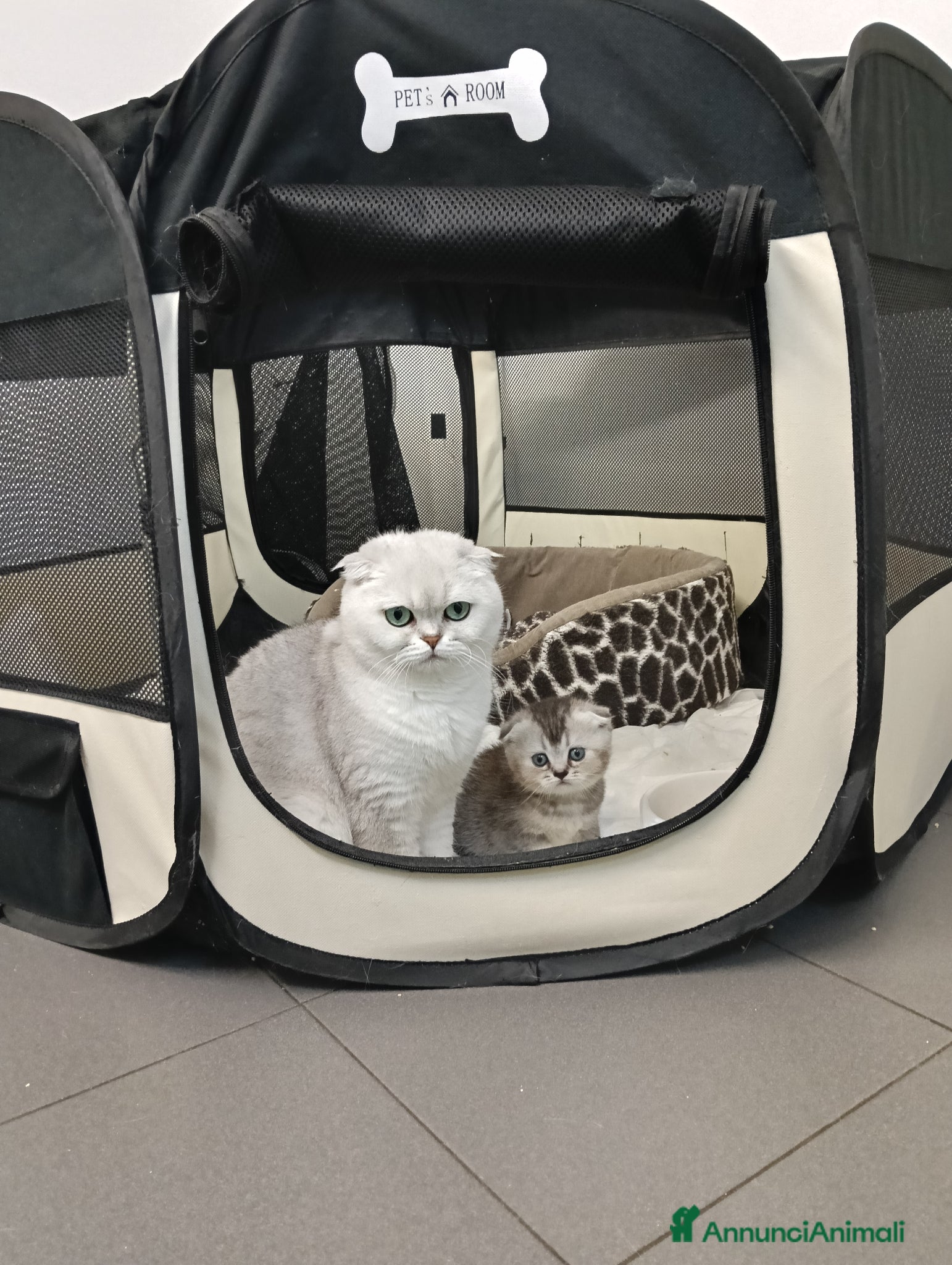 Scottish gatti Cedesi bellissimi gattini SCOTTISH FOLD - Annuncio 2