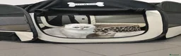 Scottish gatti in vendita: Cedesi bellissimi gattini SCOTTISH FOLD a Provincia della Spezia - Annuncio 1