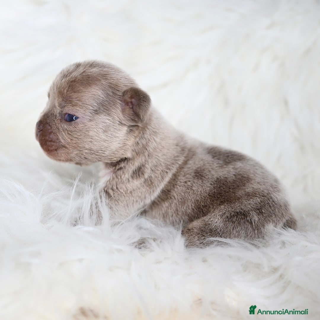 Bulldog Francese cani in vendita: 3 meravigliosi cuccioli di bulldog francese - Annuncio 9