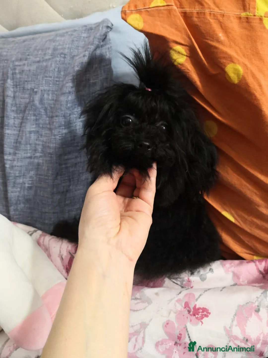 Barboncino Toy cani in vendita: Barboncino Toy femmina di colore nero - Annuncio 2