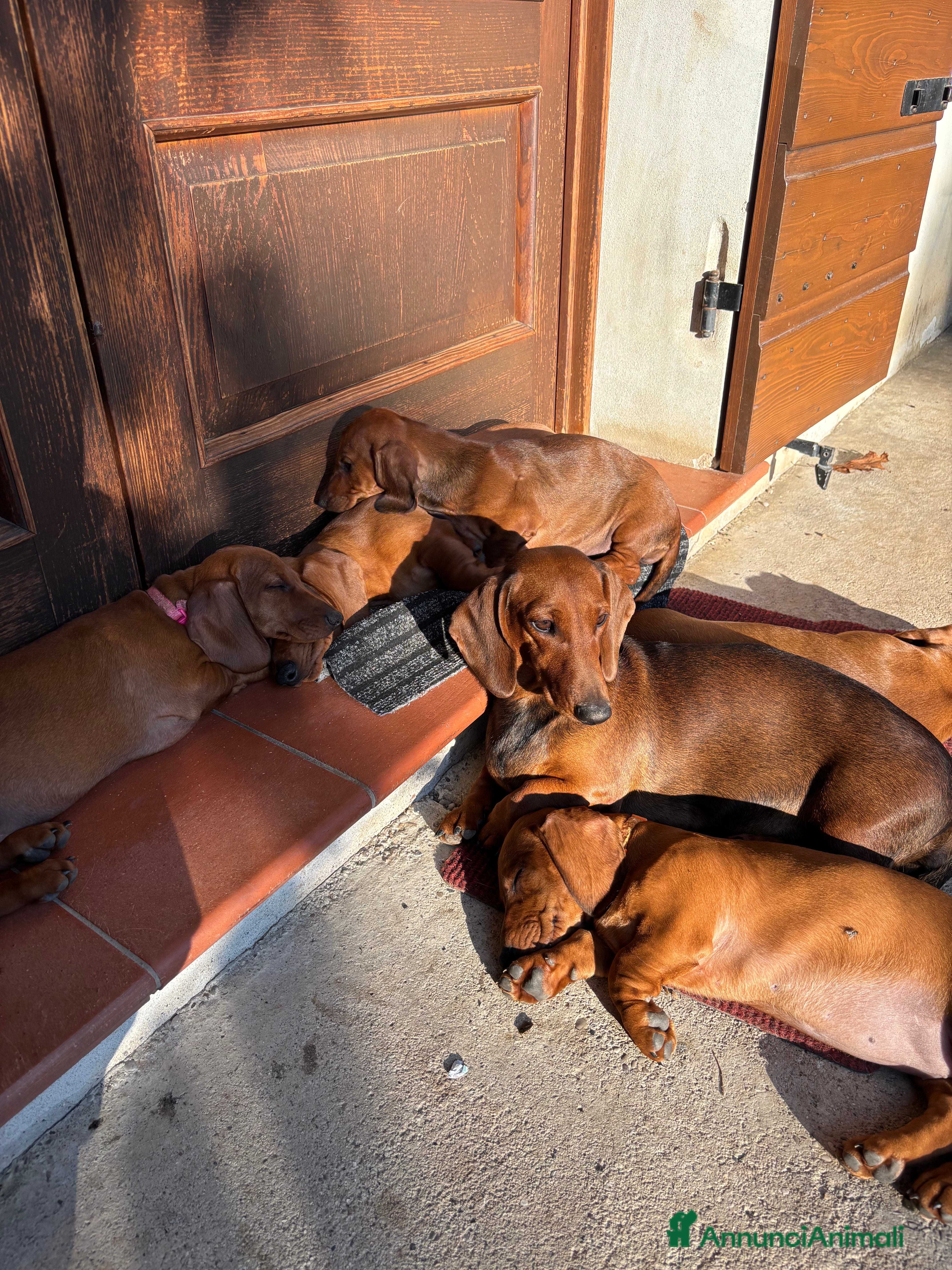 Bassotto cani Cuccioli bassotto tedesco standard pelo corto - Annuncio 2