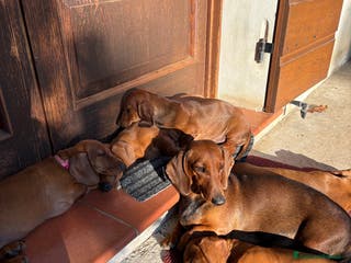 Bassotto cani Cuccioli bassotto tedesco standard pelo corto - Annuncio 2