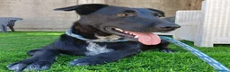 Meticcio cani in regalo:  Kora - Annuncio 3