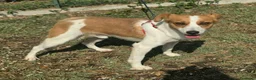 Meticcio cani in regalo: Pericle 2 anni Taglia piccola  a Provincia di Teramo - Annuncio 3