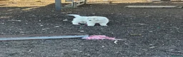 Pastore Abbruzzese Maremmano cani in vendita: Cuccioli maschi pastore abruzzese - Annuncio 5