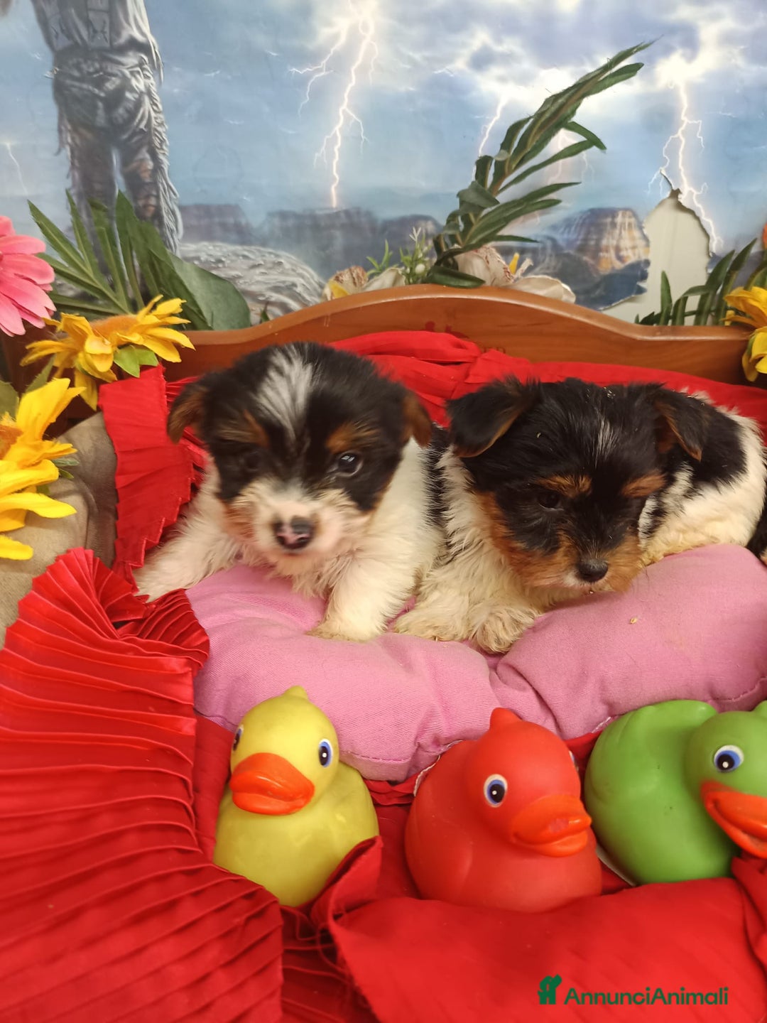 Biewer Terrier cani in vendita: BIEWER   YORKSHIRE TERRIER  - Annuncio 6