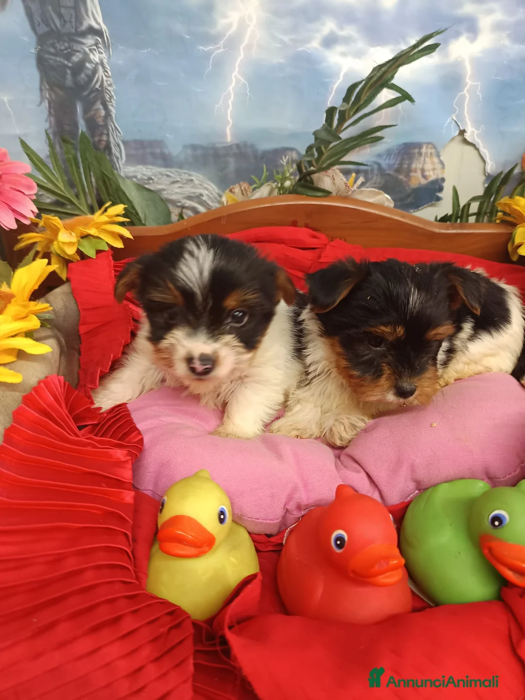 Biewer Terrier cani in vendita: BIEWER   YORKSHIRE TERRIER  - Annuncio 6