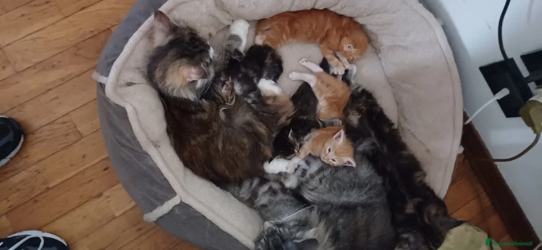 Norvegese gatti in vendita: Cuccioli delle foreste norvegesi  a Provincia di Vicenza - Annuncio 2