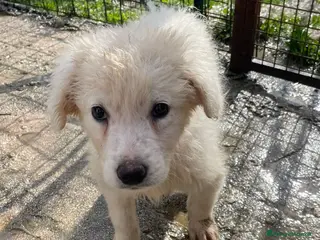 Meticcio cani SOS RUNA a Provincia di Reggio Emilia - Annuncio 23