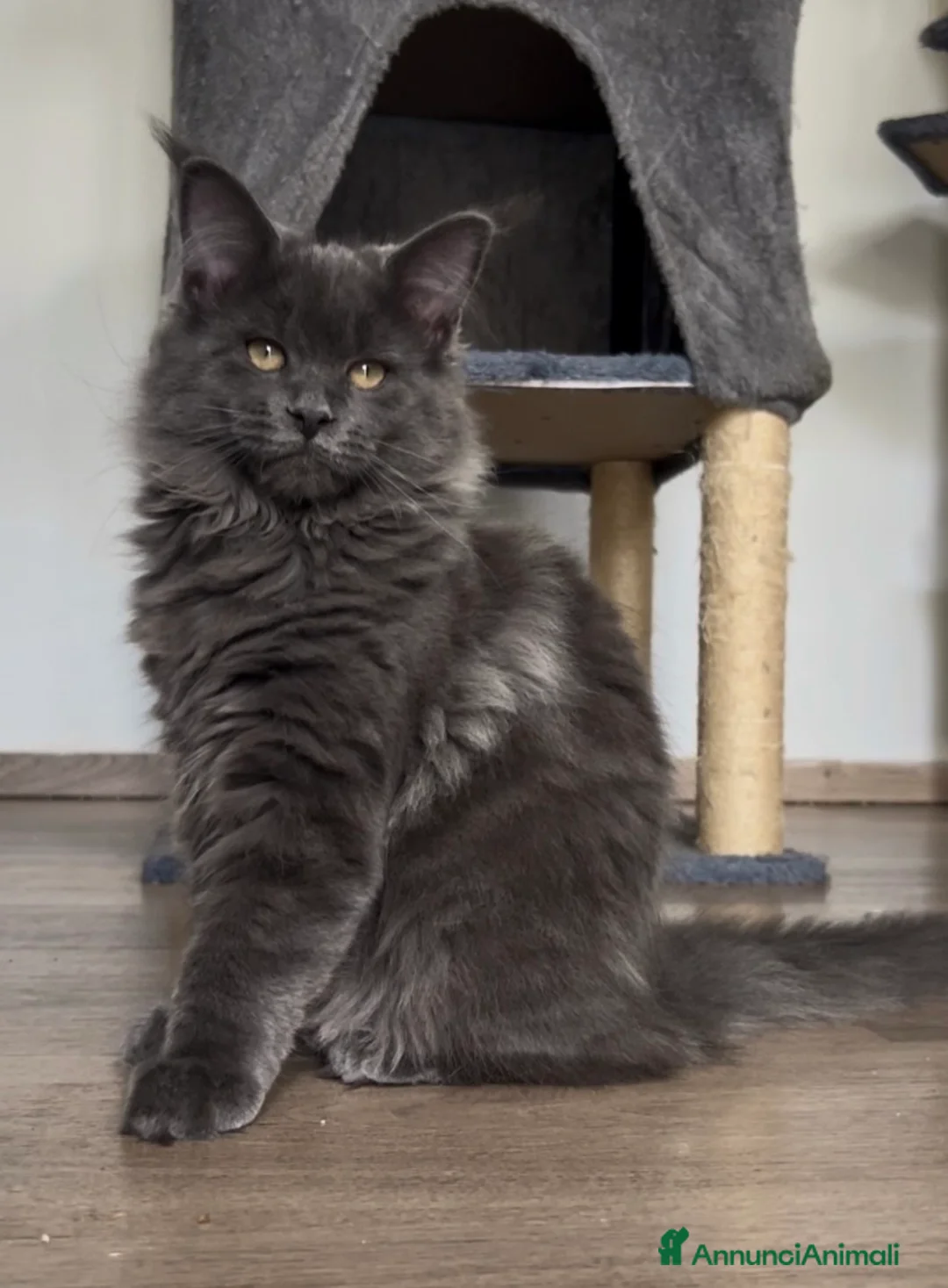Maine Coon gatti in vendita: Cucciola di Maine Coon blue, genitori testati - Annuncio 2