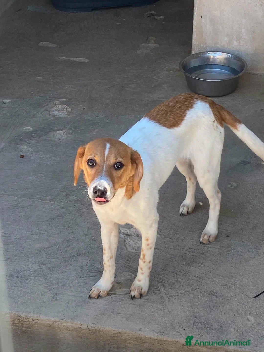 Meticcio cani in regalo: Mia dolcissima simil jack russel - Annuncio 6