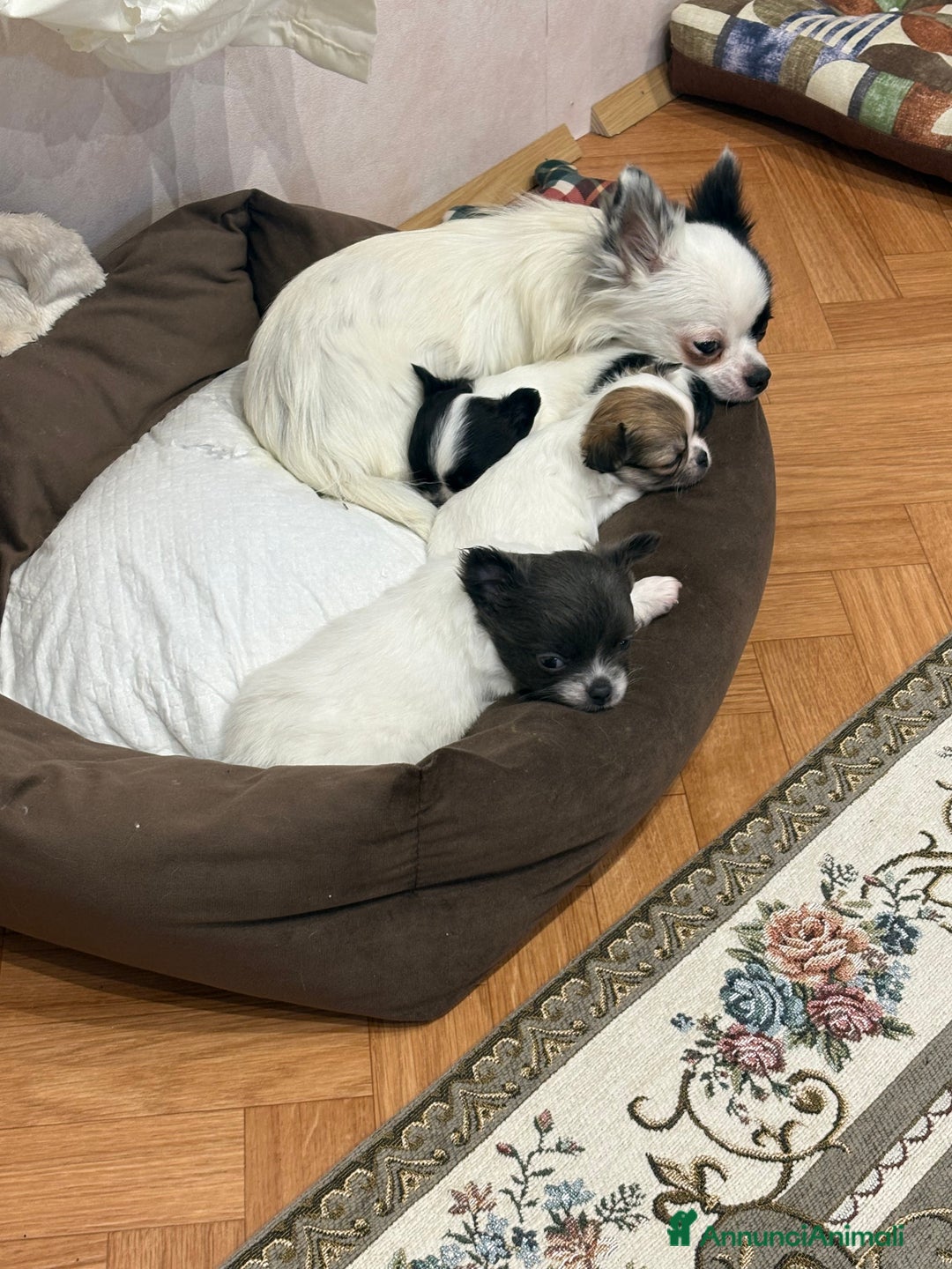 Chihuahua cani in vendita: Cuccioli di chihuahua a pelo lungo  - Annuncio 2