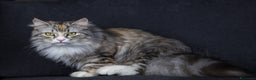 Siberiano gatti in vendita: Cuccioli gatto siberiano subito disponibili - Annuncio 9