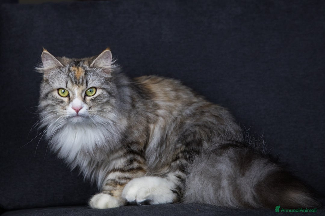 Siberiano gatti in vendita: Cuccioli gatto siberiano subito disponibili - Annuncio 9