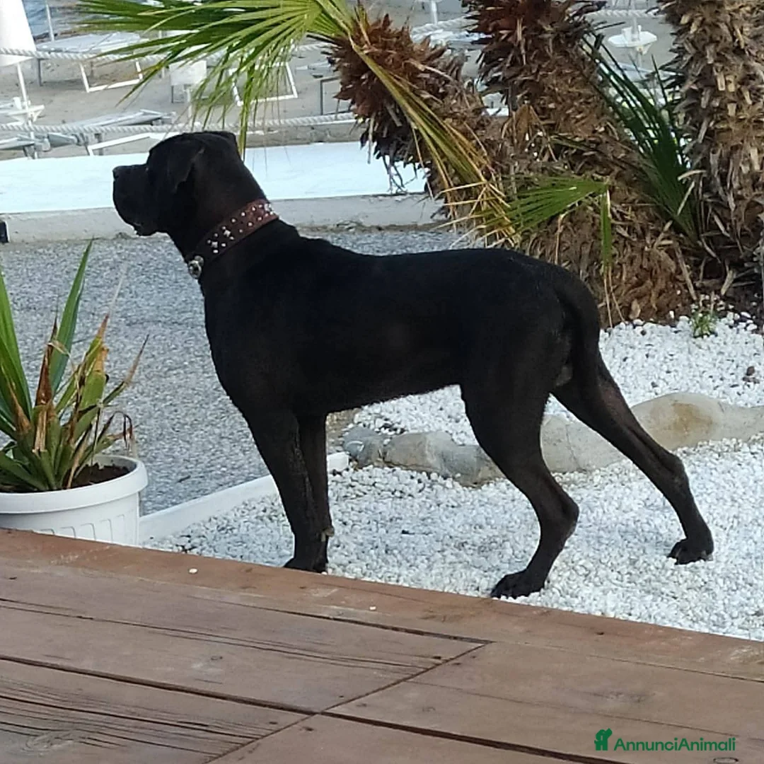 Cane Corso cani in vendita: Cuccioli di cane corso  - Annuncio 23